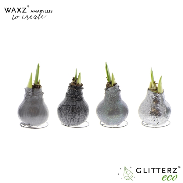 Amaryllis Waxz® to Create Silver