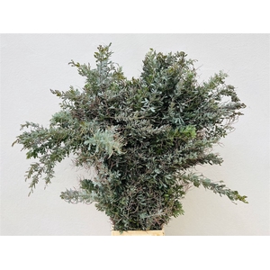 Acacia Bayleana 400gr Extra Xxl 100cm