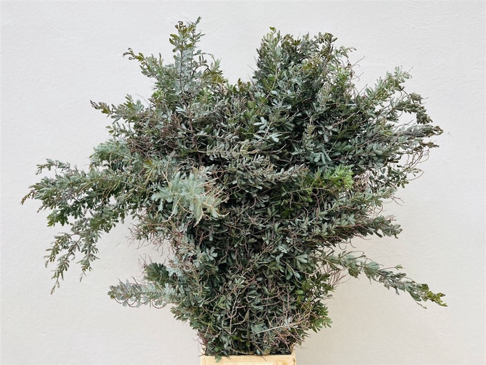 <h4>Acacia Bayleana 400gr Extra Xxl 100cm</h4>