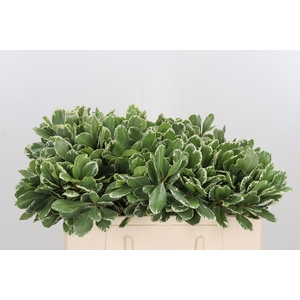 Pittosporum Ilan
