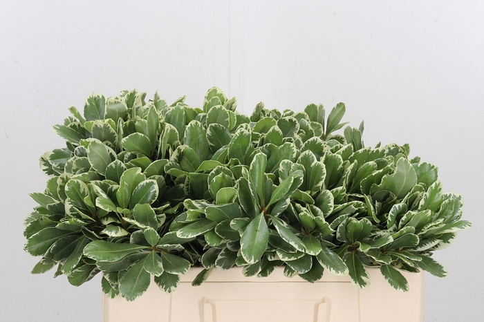 <h4>Pittosporum Ilan</h4>