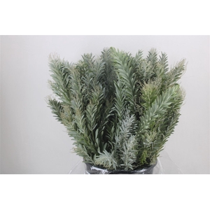 Mimosa Luna D'argento P Bunch
