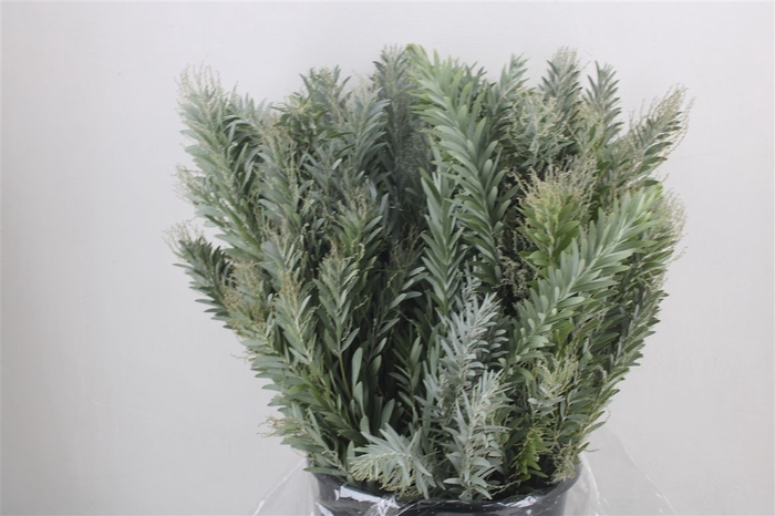 <h4>Mimosa Luna D'argento P Bunch</h4>