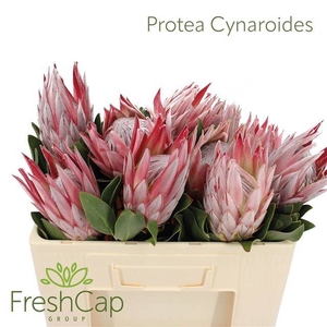 PROTEA CYNAROIDES