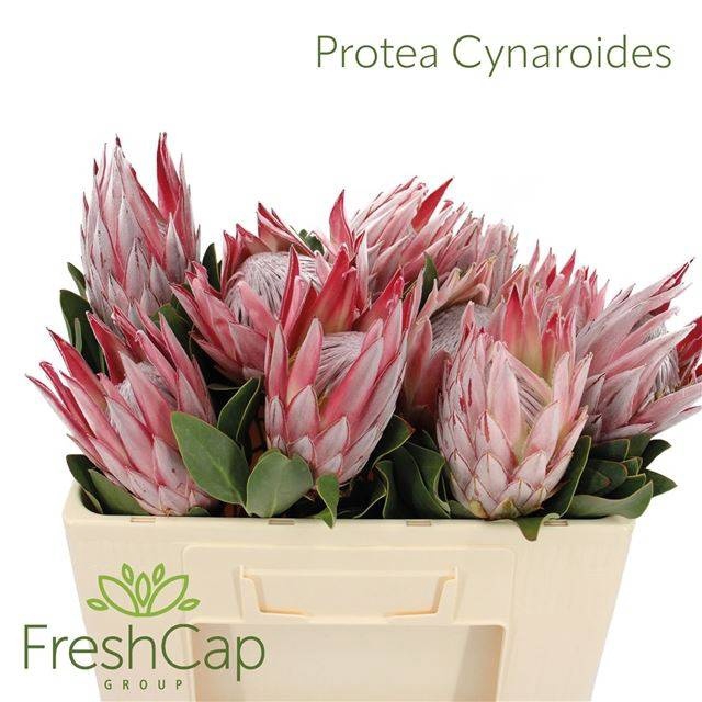 <h4>PROTEA CYNAROIDES</h4>