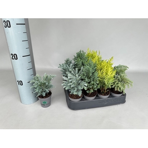 Chamaecyparis  'Woody World'  ..mix