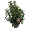 Viburnum tinus 'Spirit'®  sense C5