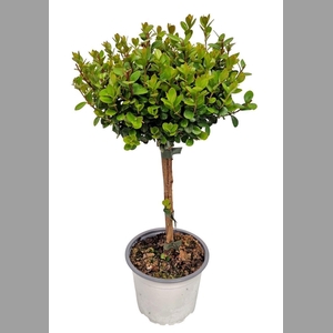 MYRSINE AFRICANA