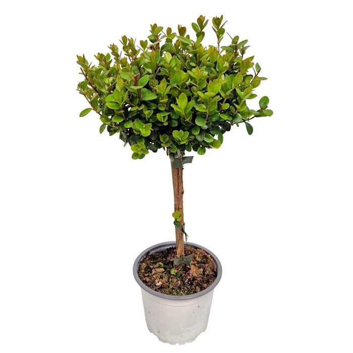<h4>MYRSINE AFRICANA</h4>