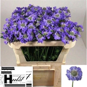 Scab C Staefa Blauw
