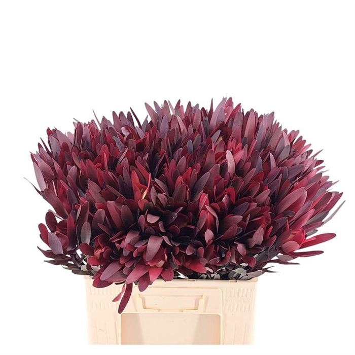 <h4>Leucadendron Safari Sunset</h4>