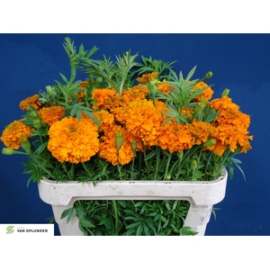 TAG E PROMISE ORANGE