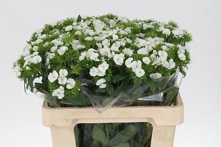 <h4>Di Barb Duke White Bre X80</h4>