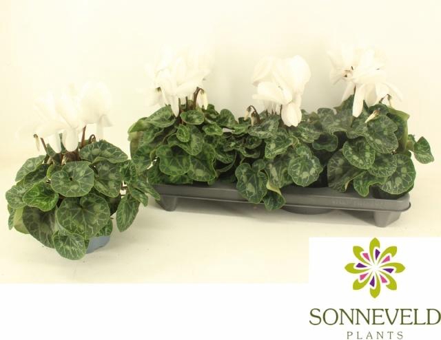 <h4>CYCL GR HAL HD</h4>