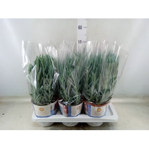 Curio ficoides 'Mount everest'