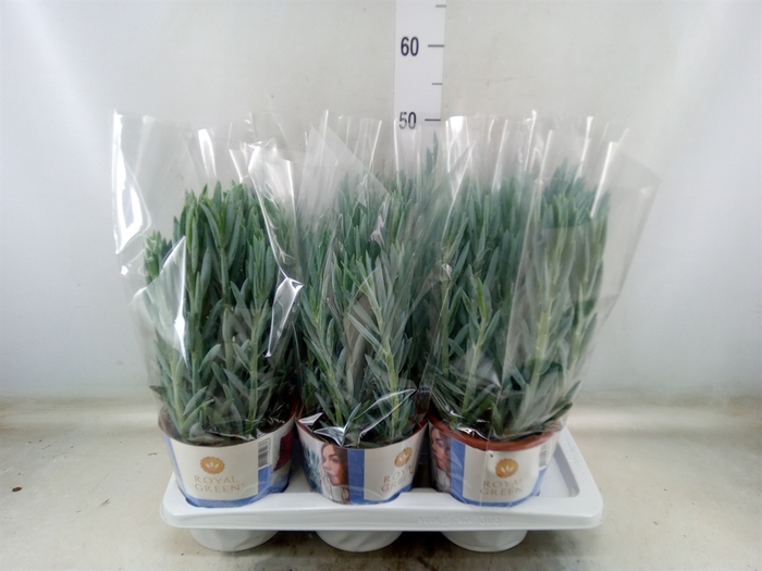 <h4>Curio ficoides 'Mount everest'</h4>