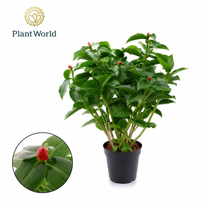 <h4>Costus Woodsonii</h4>