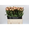 Paeonia Florence Nicholls