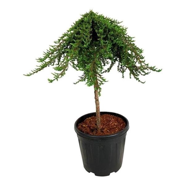<h4>Juniperus comm. 'Greenmantle'</h4>