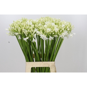 Agapanthus 'Mara'