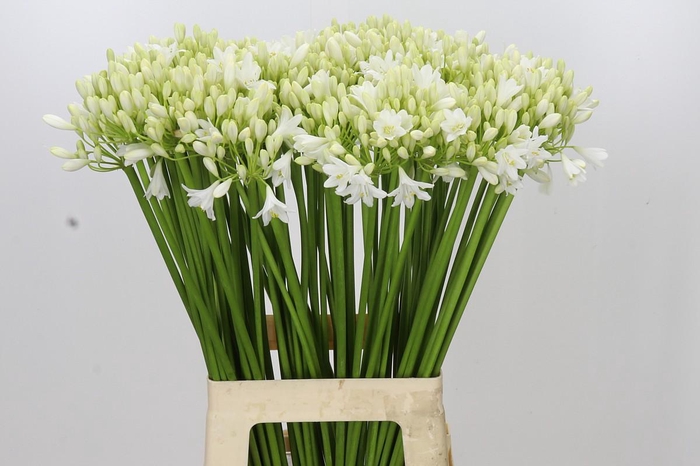 <h4>Agapanthus 'Mara'</h4>