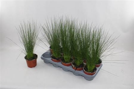 <h4>Juncus Penc Grass</h4>