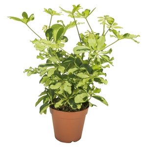 Schefflera Charlotte