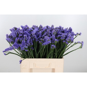 Limonium St Milka