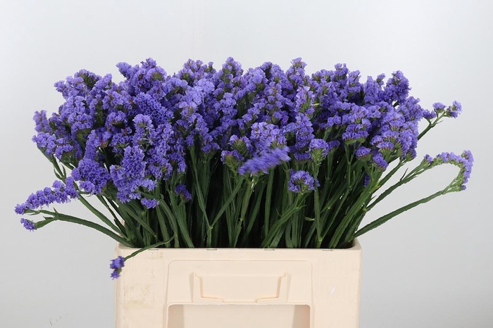 <h4>Limonium St Milka</h4>