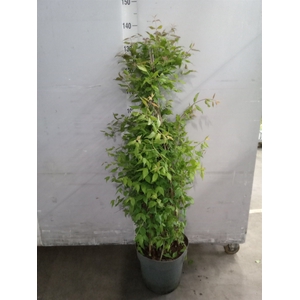 Kolkwitzia amabilis   ...