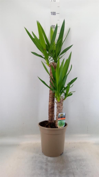 <h4>Yucca   ...</h4>