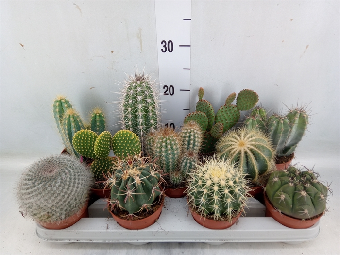 <h4>Cactus   ...mix</h4>