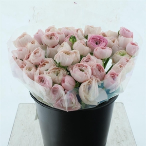 Ran Su Sr Hanoi Light Pink Extra