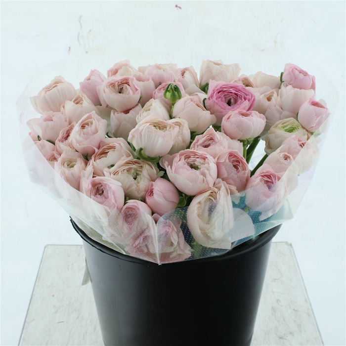 <h4>Ran Su Sr Hanoi Light Pink Super</h4>