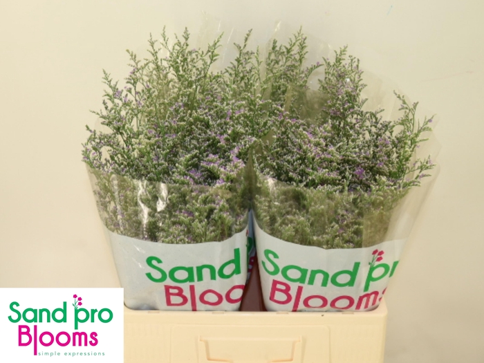 <h4>LIM MISTY BLUE</h4>