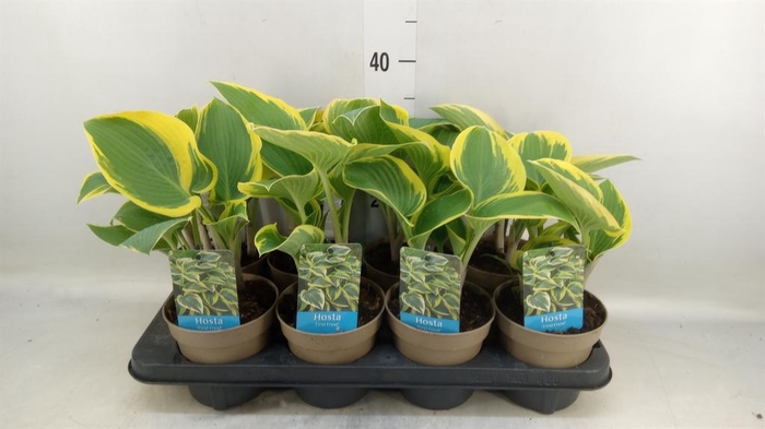 <h4>Hosta   ...</h4>