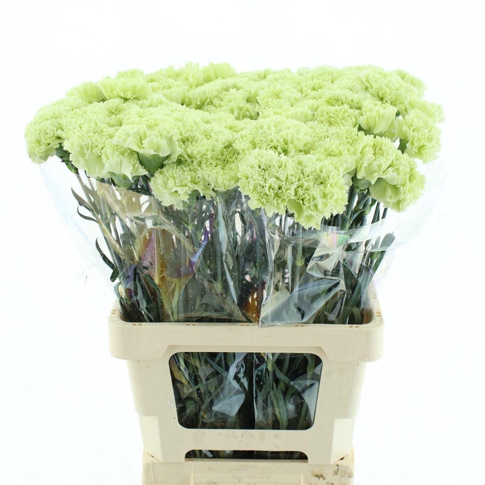 <h4>DI ST GOBLIN</h4>