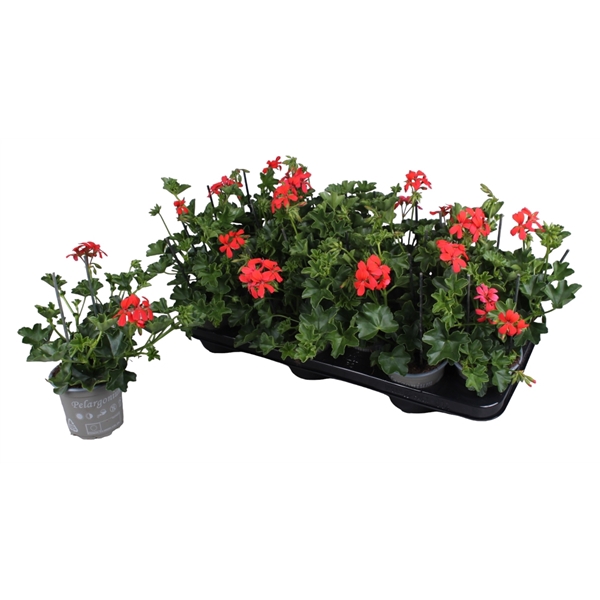 <h4>Pelargonium Peltatum Balcon Rood</h4>