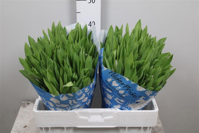 <h4>Tu En Royal Virgin</h4>