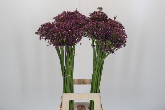 <h4>Allium Miami</h4>