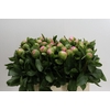 Paeonia Michel's Choice