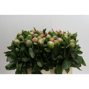 Paeonia Michel's Choice