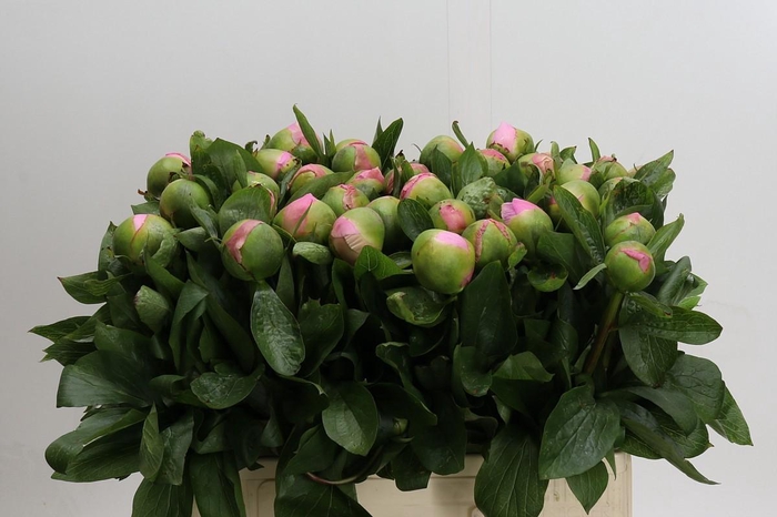 <h4>Paeonia Michel's Choice</h4>