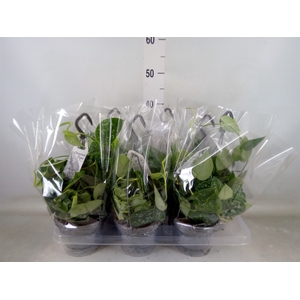 Scindapsus pictus 'Argyraeus'