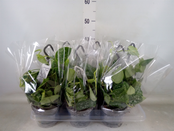 <h4>Scindapsus pictus 'Argyraeus'</h4>