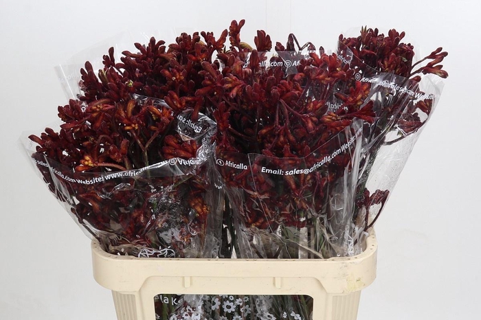 <h4>ANIGOZ EARLY SPRING</h4>