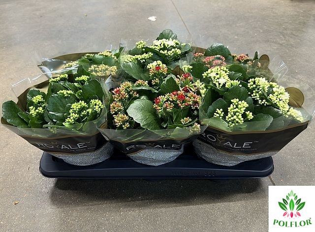 Kalanchoe ROYALE Mix 15Ø 27cm