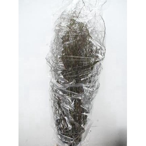 SALIX TORTUOSA 180CM