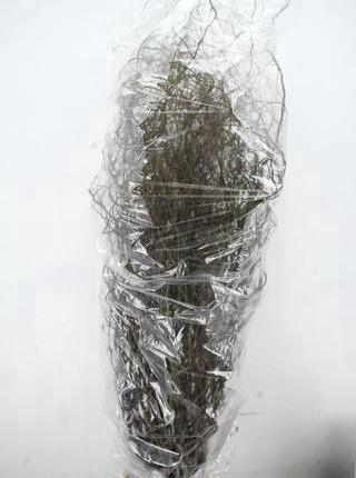 <h4>SALIX TORTUOSA 180CM</h4>