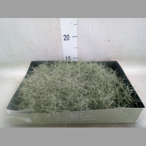 Tillandsia usneoides